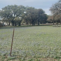 Boerne Skate Park - So many bluebonnets!
