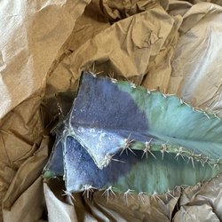 Varnish + Vine - Rotten