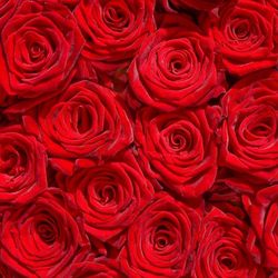 Compton Flowers