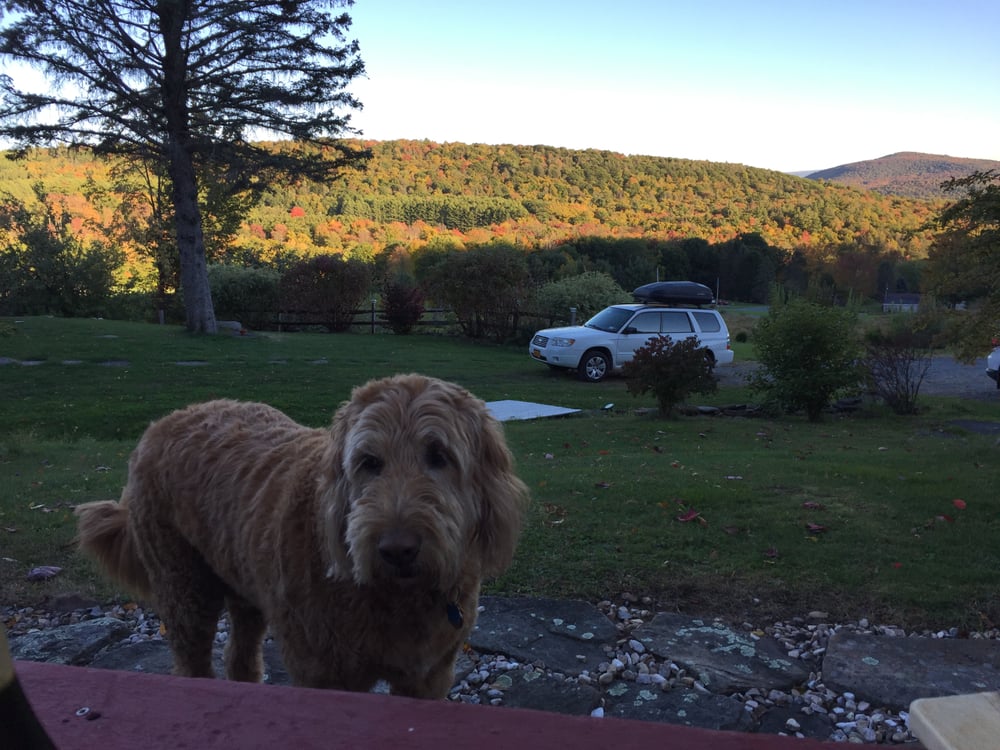 Personalized Pet Care LLC - pet boarding facility in Metuchen, NJ