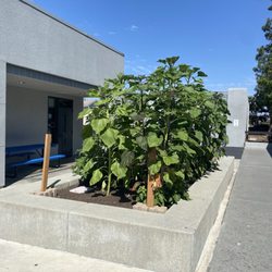 South Lake Middle School - Sunflowers