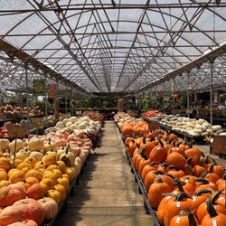 Pumpkins.