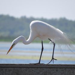 Kissimmee Lakefront Park - Great egret