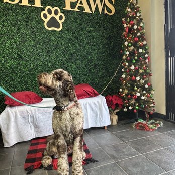 Posh Paws - Pet Groomers Near Me - Downey, California Posh Paws - Pet Groomers Near Me - Downey, California