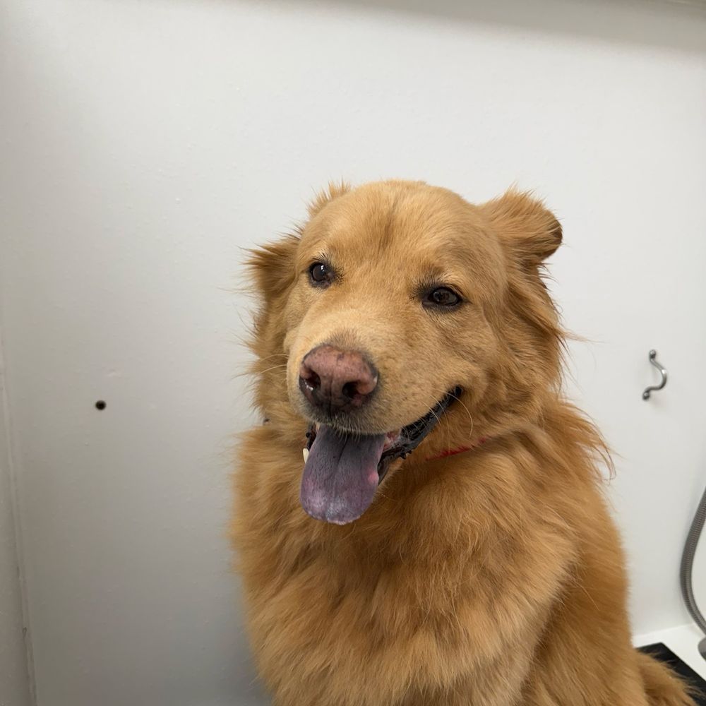 Splash N Dash DIY Dog Wash - Before the self wash - Pet Groomers Near Me - Orange, California