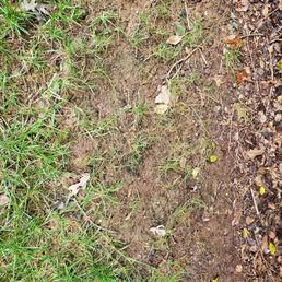 Example area with zero germination. Example area with zero germination.