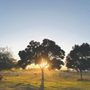 Tule Oak Ranch