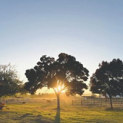 Tule Oak Ranch - Pasture at Tule Oak Ranch