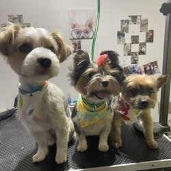 Wood Dale Pet Pharmacy - Maui, Daisy Duke and Monty