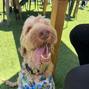 DOG PPL - Shade - Dog Parks Near Me - Santa Monica, California