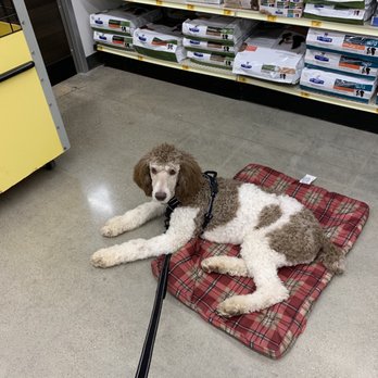 PetSmart - Pet Training Near Me - Cedar Park, Texas