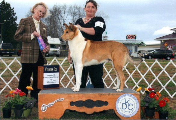 animal behavior training near me