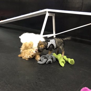 Zoom Room Dog Training - Pet Training Near Me - Seattle, Washington