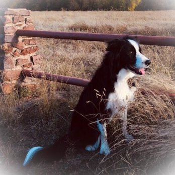 Pet Grooming By Regina - Pet Groomers Near Me - Alpine, Texas Pet Grooming By Regina - Pet Groomers Near Me - Alpine, Texas