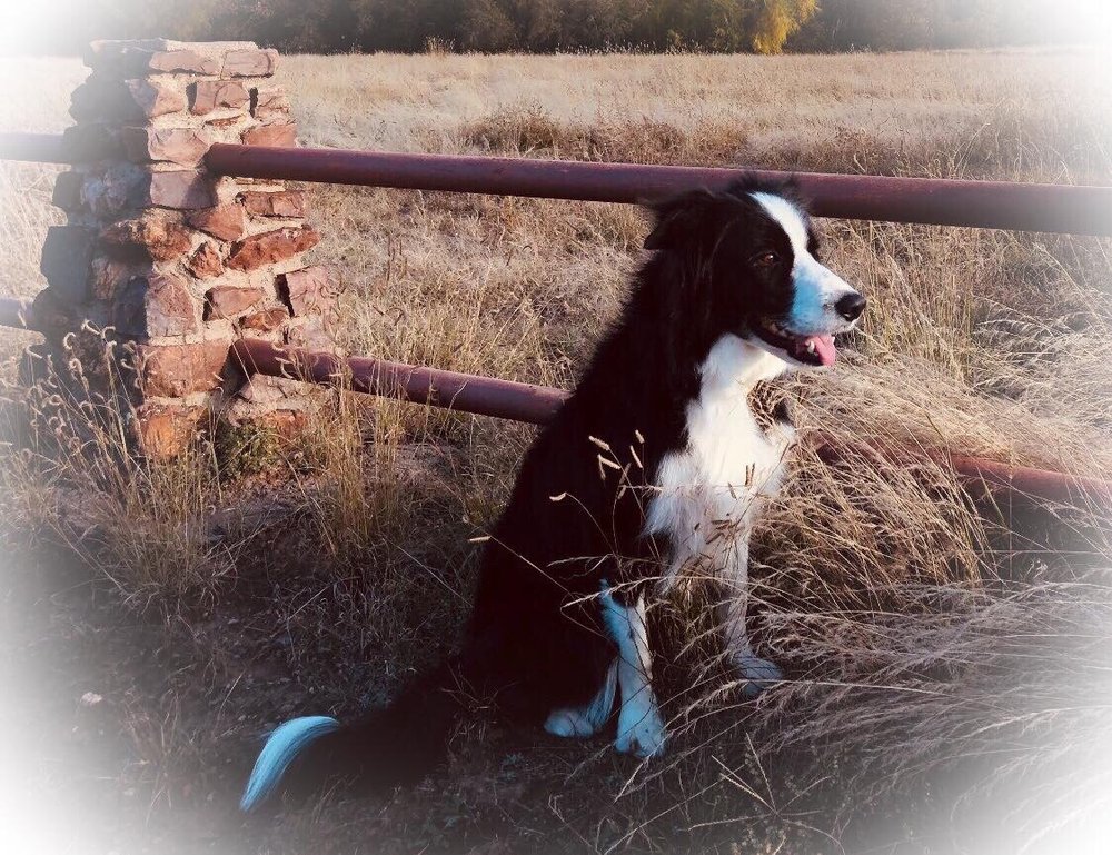 PET GROOMING BY REGINA Updated July 2024 1112 E Ave K, Alpine