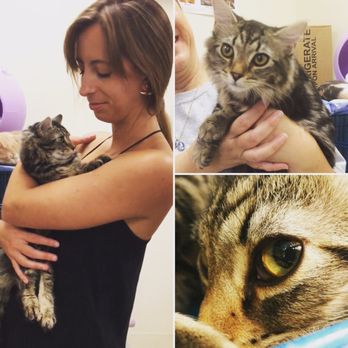 King Street Cats - This was the baby girl I wanted to adopt - Animal Shelters Near Me - Alexandria, Virginia