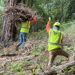 Orchard's Tree Service - Brush clearing
