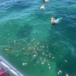 Reef Roamer Catamaran Sail and Snorkel Trips - Fish swarming for oats