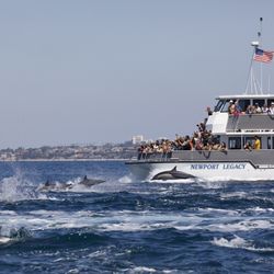 Newport Landing - Whale watching ship in mega pod of dolphin.