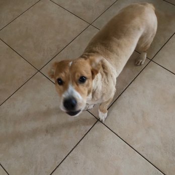 Fluffy Butt Cuts - Corgi Roy - Pet Groomers Near Me Fluffy Butt Cuts - Corgi Roy - Pet Groomers Near Me