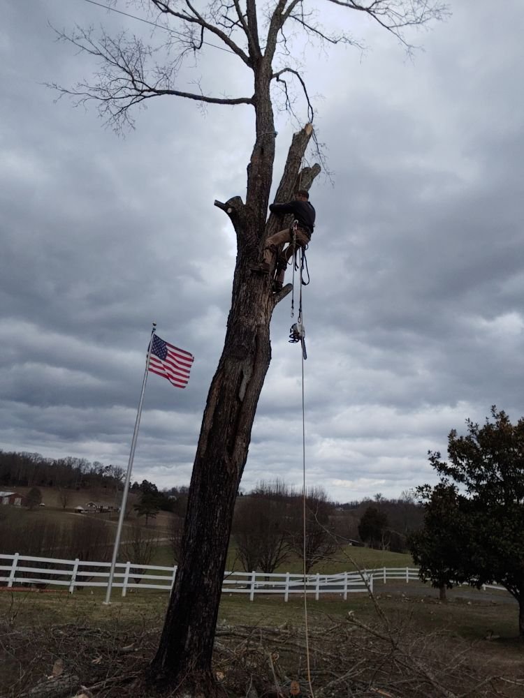 Ole' Smokey's Tree Service - tree service in Knoxville, TN