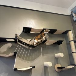 Chico Cat Cafe - Cat play wall with Petals