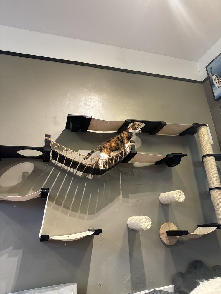 Chico Cat Cafe