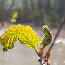 Talkeetna River Park - Spring!