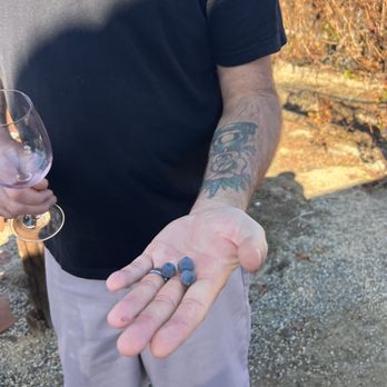 Grapeline Wine Tours - Grapes - Wine Tours Near Me - Temecula, California Grapeline Wine Tours - Grapes - Wine Tours Near Me - Temecula, California