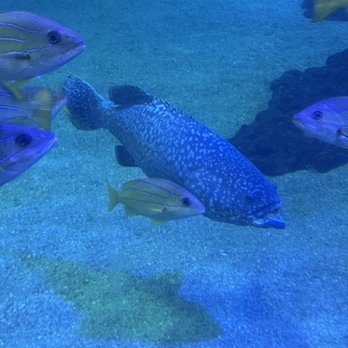 Maui Ocean Center - Aquariums Near Me - Wailuku, Hawaii Maui Ocean Center - Aquariums Near Me - Wailuku, Hawaii