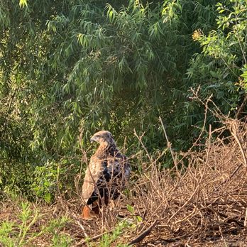 Bartlett Park - Red tail Hawk feasting in a cottontail rabbit - Parks Near Me - Huntington Beach, California Bartlett Park - Red tail Hawk feasting in a cottontail rabbit - Parks Near Me - Huntington Beach, California
