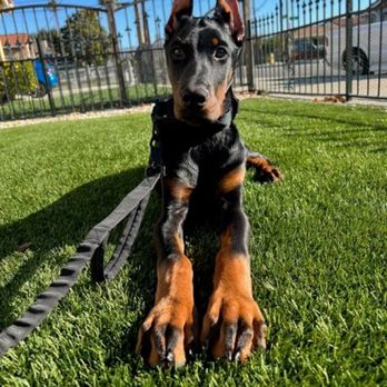 Buy 360 k9 training Sale