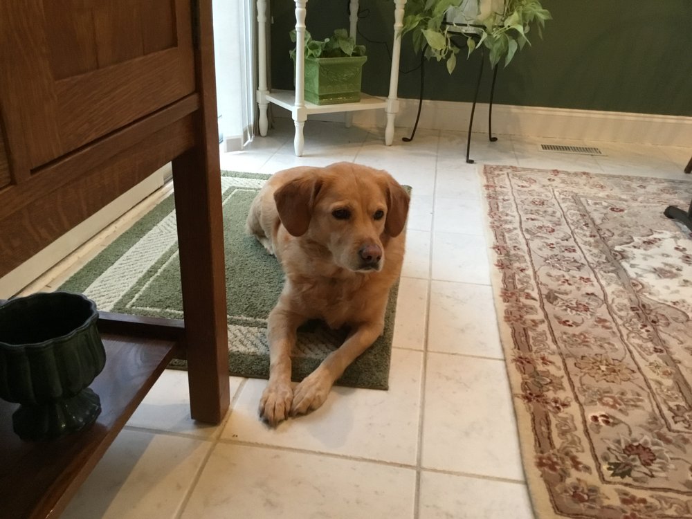 COLE VETERINARY CLINIC Updated October 2024 16 Photos & 15 Reviews