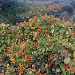 The Bootlegger Bar - Beautiful nasturtium nearby