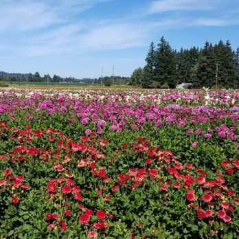 Swan Island Dahlias - Nurseries & Gardening Near Me - Canby, Oregon