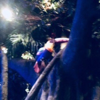 Rainforest Cafe - American Near Me - Edison, New Jersey Rainforest Cafe - American Near Me - Edison, New Jersey