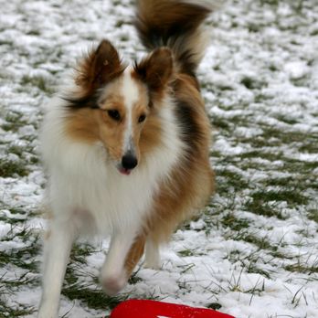 Lakeshire Shelties - Pet Breeders Near Me - Ontario, New York Lakeshire Shelties - Pet Breeders Near Me - Ontario, New York