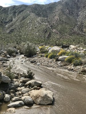 Borrego Palm Canyon Nature Trail by null