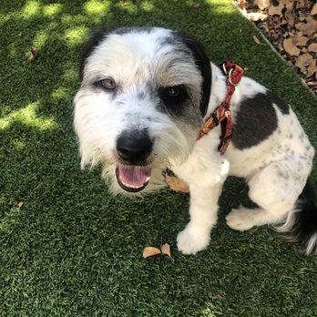 Ken-Mar Rescue - Oreo aka Lincoln in his new yard - Animal Shelters Near Me Ken-Mar Rescue - Oreo aka Lincoln in his new yard - Animal Shelters Near Me