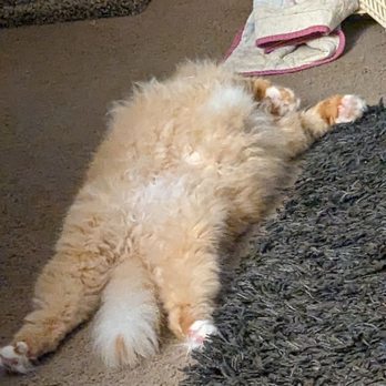 Fantasy Spa Mobile Pet Grooming - This is before - Pet Groomers Near Me