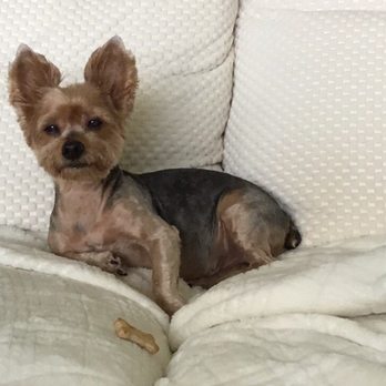 Suni Daze Pet Grooming - Pet Services Near Me - Jupiter, Florida