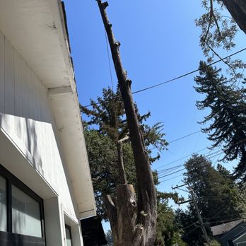 Guzman Tree Service - Tree Services Near Me