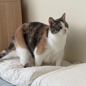 Town Cats - Pet likes new room - Animal Shelters Near Me Town Cats - Pet likes new room - Animal Shelters Near Me