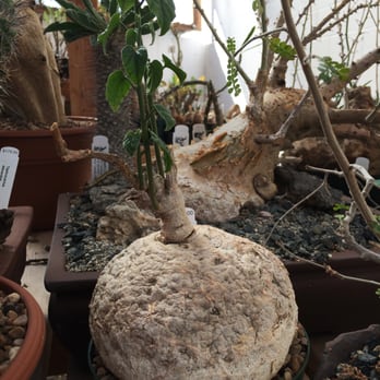 Desert Creations Nursery - Plant life like you've never seen! - Gift Shops Near Me - Northridge, California Desert Creations Nursery - Plant life like you've never seen! - Gift Shops Near Me - Northridge, California