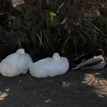 Willow Park - These two pekins are locals of Willow Park. They've been here for months. - Parks Near Me - Cypress, California Willow Park - These two pekins are locals of Willow Park. They've been here for months. - Parks Near Me - Cypress, California