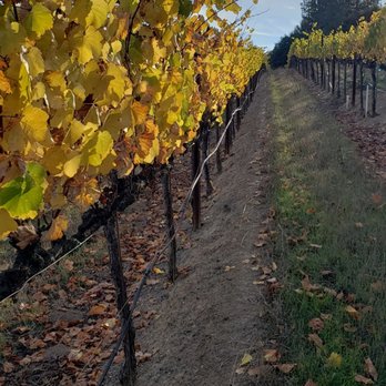 Four54 Tours & Transportation - Fogcrest - Wine Tours Near Me Four54 Tours & Transportation - Fogcrest - Wine Tours Near Me