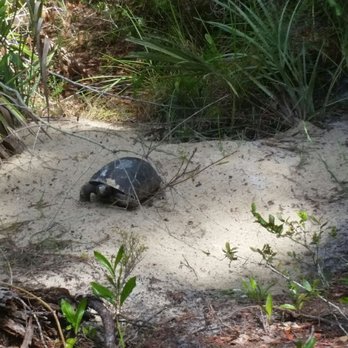 Turkey Creek Sanctuary - Gopher turtle hole - Parks Near Me - Palm Bay, Florida Turkey Creek Sanctuary - Gopher turtle hole - Parks Near Me - Palm Bay, Florida