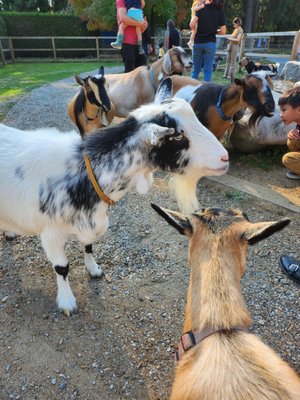 Maplewood Farm by null