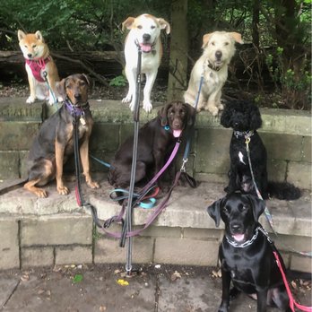Jersey Dogs - Dog Walkers Near Me - Bloomfield, New Jersey Jersey Dogs - Dog Walkers Near Me - Bloomfield, New Jersey