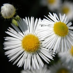 Itasca Nature Center